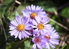 Douglas Aster, very common on the Oregon coast in late summer.